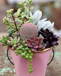 The name cacti or cactus has been adopted by the masses as the universal term to describe succulent plants. Simple But Very Beautiful Leave Us A Nice Comment And Tag A Friend Olivrahomedecor Cactusflower Succule Succulents Succulents Decor Cacti And Succulents