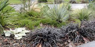 Image result for Ophiopogon