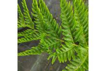 Image result for Pteris dentata