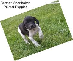 Are german shorthaired puppies hard to train? German Shorthaired Pointer Pointers For Sale In San Antonio Agriseek Com