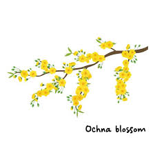 Image result for Ochna beirensis