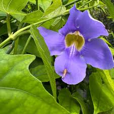 Image result for Thunbergia laborans