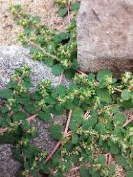 Image result for Euphorbia serpens