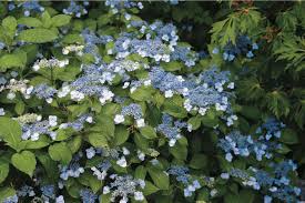 While many flowers grow naturally in forests, grasslands. Hydrangeas How To Change Color From Pink To Blue Gardenista