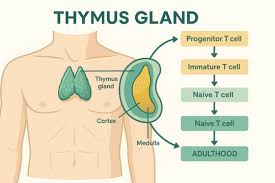 Image result for Thymus