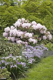 Iris Rhododendron Garden Hledat Googlem Magical Garden Backyard Garden Beds Rhododendron