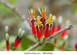 Image result for Loranthaceae