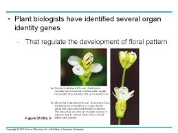 Agrobacterium is applied to flowering arabidopsisplants that subsequently set. Chapter 35 Plant Structure Growth And Development Power