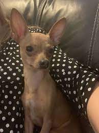 Phoenix Lostfound Phoenix_laf Twitter