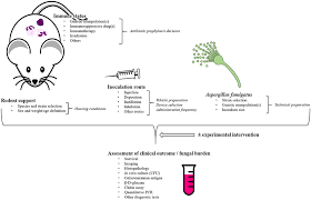 Aspergillus fumigatus , a saprotroph widespread in nature, is typically found in soil and decaying organic matter, such as compost heaps, where it plays an essential. Frontiers Rodent Models Of Invasive Aspergillosis Due To Aspergillus Fumigatus Still A Long Path Toward Standardization Microbiology
