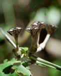 Image result for Ceropegia nilotica
