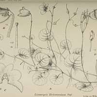 Image result for Leucosphaera bainesii