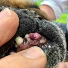 Early cancer detection in dogs can be tricky due to their inability to communicate with their caretakers in a clear language. A Guide To Dog Mouth Lumps Oral Tumours Walkerville Vet