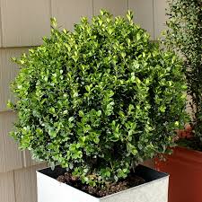Image result for Buxus