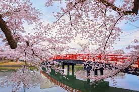 Spring is one of my favorite seasons in japan, but recently i like autumn even better. These Stunning Youtube Videos Bring Cherry Blossoms To You Wherever You Are