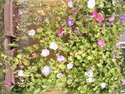 Growing Morning Glories In Containers Caring For Morning Glory Vines In Pots Morning Glory Vine Garden Vines Flowering Vines