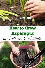 How To Grow Asparagus In A Pot Growing Asparagus Asparagus Garden Asparagus Plant