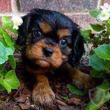 Black And Tan Cavalier King Charles Spaniel Puppy King Charles Cavalier Spaniel Puppy Cavalier King Charles Dog King Charles Dog