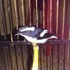 Perbedaan burung kacer jantan dan betina berbeda saat masih kecil dan saat sudah dewasa. Https Encrypted Tbn0 Gstatic Com Images Q Tbn And9gcql9etk5pbysa G Th6kqj6rpliyda2cvb23chpysyv16j6fjpb Usqp Cau