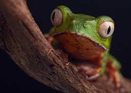 The eyes look large and are not under a watch width apart. Frog With Big Eyes Photograph By Dirk Ercken