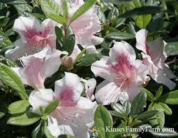 ✓ free for commercial use ✓ high quality images. Azalea Plants Bushes For Sale Georgia Kinsey Family Farm