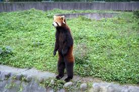 Google Image Result For Http Growabrain Typepad Com Photos Uncategorized Red Panda Standing Jpg Red Panda Red Panda Cute Panda