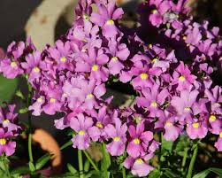 Image result for Nemesia fruticans