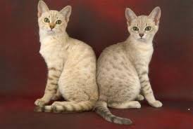 We would like to introduce our best collection of the best cat name ideas for american wirehair cats. Australian Mist Cat History And Development