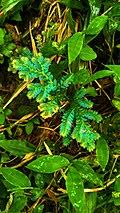 Image result for Selaginella cathedrifolia