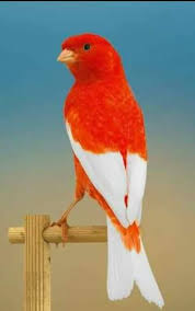 Pin De Cengiz Karakaya Em Kus Resimleri Aves De Estimacao Passaros Coloridos Belas Criaturas