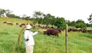 Uganda president yoweri museveni has left many surprised his countrymen and women with his recent revelation that he only takes home a measly monthly salary of ugx3.6 million (about sh100,000). Museveni I Bought Rwakitura In 1967 Whose Money Could I Have Stolen Then