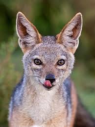 Jackal 5 Cute Wild Animals Wild Dogs Animals Beautiful