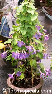 Image result for Ipomoea hochstetteri