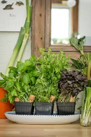 Questions Reponses Les Herbes Zero Gaspi Chic Frigo Sans Fric