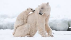 How long is the gestation period of polar bears? Polar Bears With Newborn Cubs Natural World Safaris