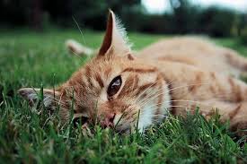 If eating grass makes your cat sick, you're probably concerned about her safety. Why Do Cats Eat Grass The Purrington Post
