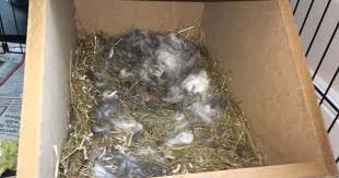 She'll frantically scratch the bottom of the cage, but it's actually a good sign that she's taking motherhood seriously. Is My Rabbit Pregnant Learn How To Know Rabbitpedia Com