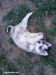 Everything About Athletic Siberian Husky Puppies Exercise Needs Siberianhuskyeyes Huskeymom Siberianhu Cute Husky Puppies Husky Puppies For Sale Husky Puppy