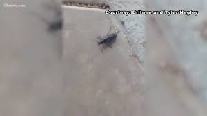 More like 'let's get it on.' it just so happens that monsoon season is palo verde beetle mating season. Arizona Monsoon Marks Return Of Palo Verde Beetle 12news Com