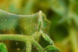 ハダニの駆除や予防対策は どんな生態 農薬で退治する方法は Horti ホルティ By Greensnap