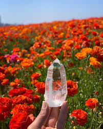 The flower tracker map includes bloom locations for the best times and locations for both commercial and wildflower viewing. In A Field Full Of Flowers Be A Crystal Vibehigher Highvibes Cosmicenergy Prettythings Flowers Manifest Findyourself Spring