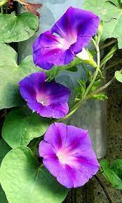 Pin By Angeles Guijarro On Fiori Piante Morning Glory Flowers Flowers Photography Flower Garden Plans