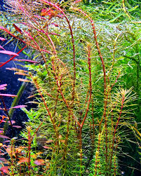 Image result for Rotala submersa