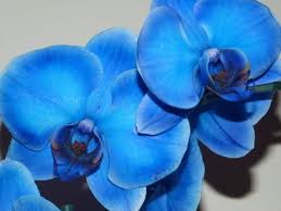 Maybe you would like to learn more about one of these? Blue Orchids 3 True Blues And 1 Fake One Orchideria
