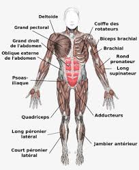 1105 anterior and posterior views of muscles.jpg. Muscles Anterior Labeled Fr Tendons And Ligaments In The Body Free Transparent Png Download Pngkey