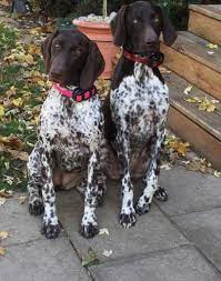 This map shows how many german shorthaired pointer dogs are posted in other states. German Shorthaired Pointer Puppy For Sale Adoption Rescue For Sale In Grand Rapids Michigan Classified Americanlisted Com