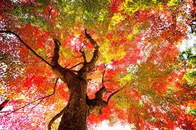 紅葉を愛でるエトセトラ 令和和歌所