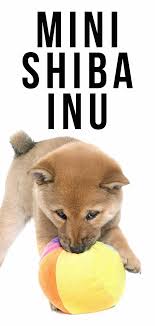 The shiba inu can develop hip dysplasia. Mini Shiba Inu The Tiny Version Of The Adorable Spitz Dog
