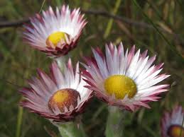 Image result for Helichrysum adenocarpum