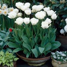 Tulips are not fussy about soil conditions with the there are 7 million bulbs planted at keukenhof, and each year they are replanted by a team of 30 gardeners. Mount Tacoma Double Late Tulip Planting Tulips Tulips Garden Tulips In Pots